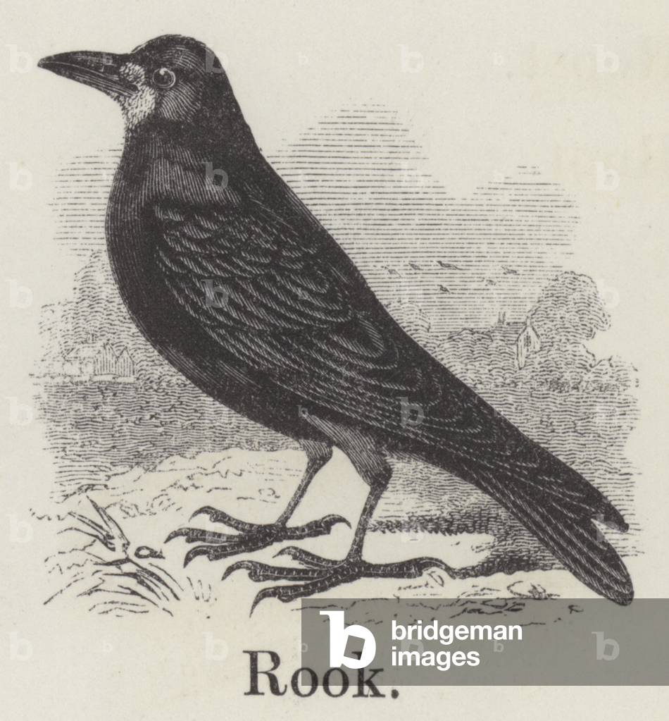 Rook (engraving)