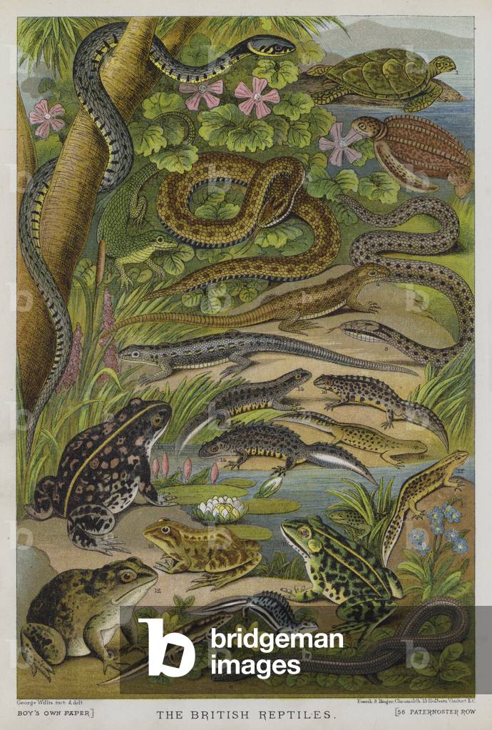 British reptiles (colour litho)