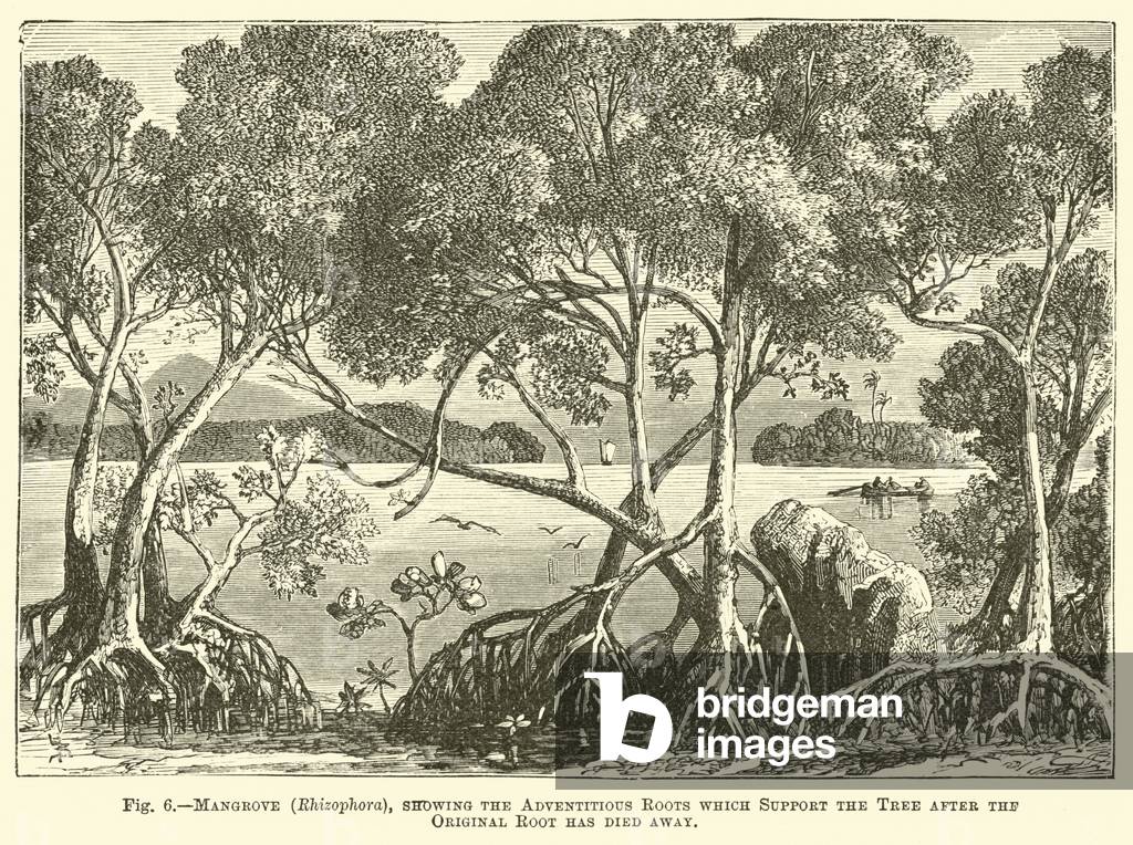 Mangrove (Rhizophora), showing the Adventitious Roots which Support the Tree after the Original Root has died away (engraving)