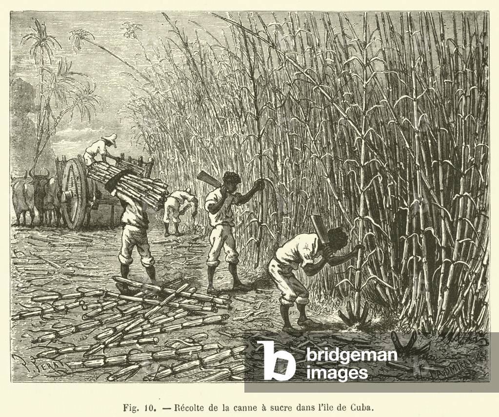 Recolte de la canne a sucre dans l'ile de Cuba (engraving)