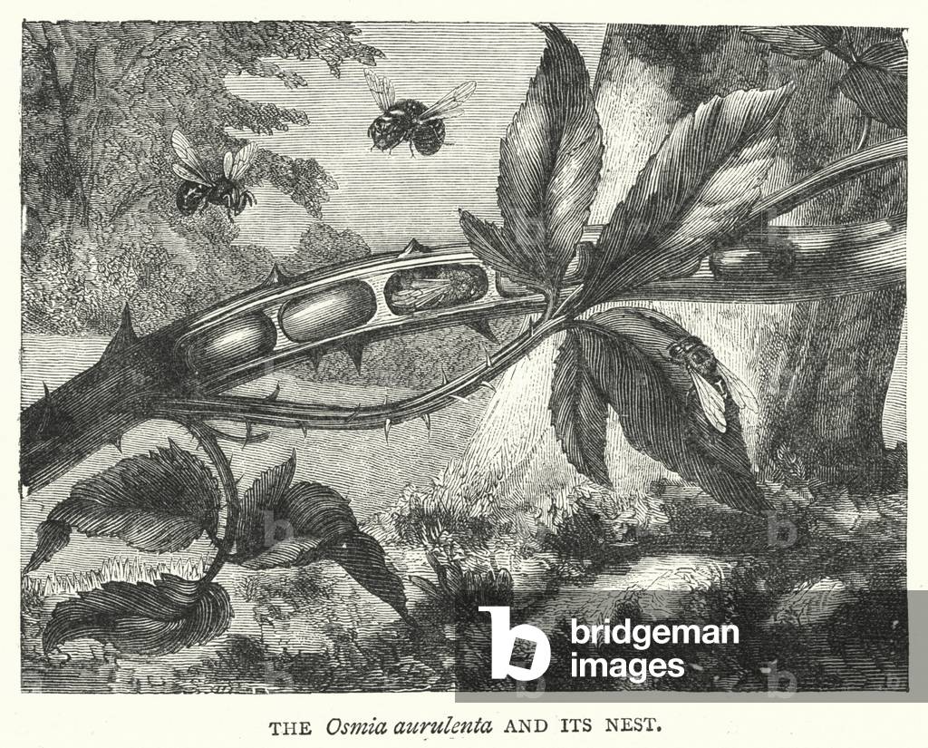 The Osmia aurulenta and its Nest (engraving)