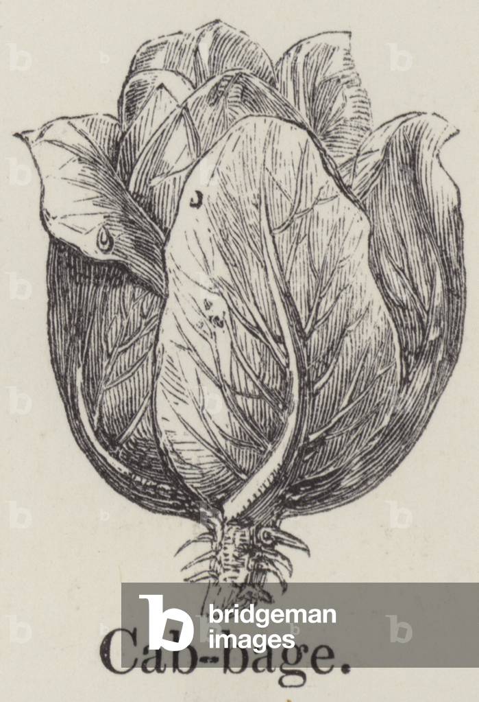 Cabbage (engraving)