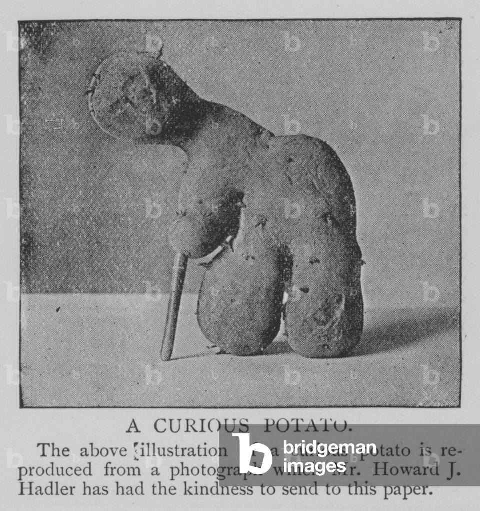 A Curious Potato (engraving)