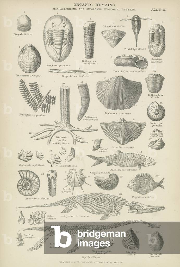 Organic remains (engraving)