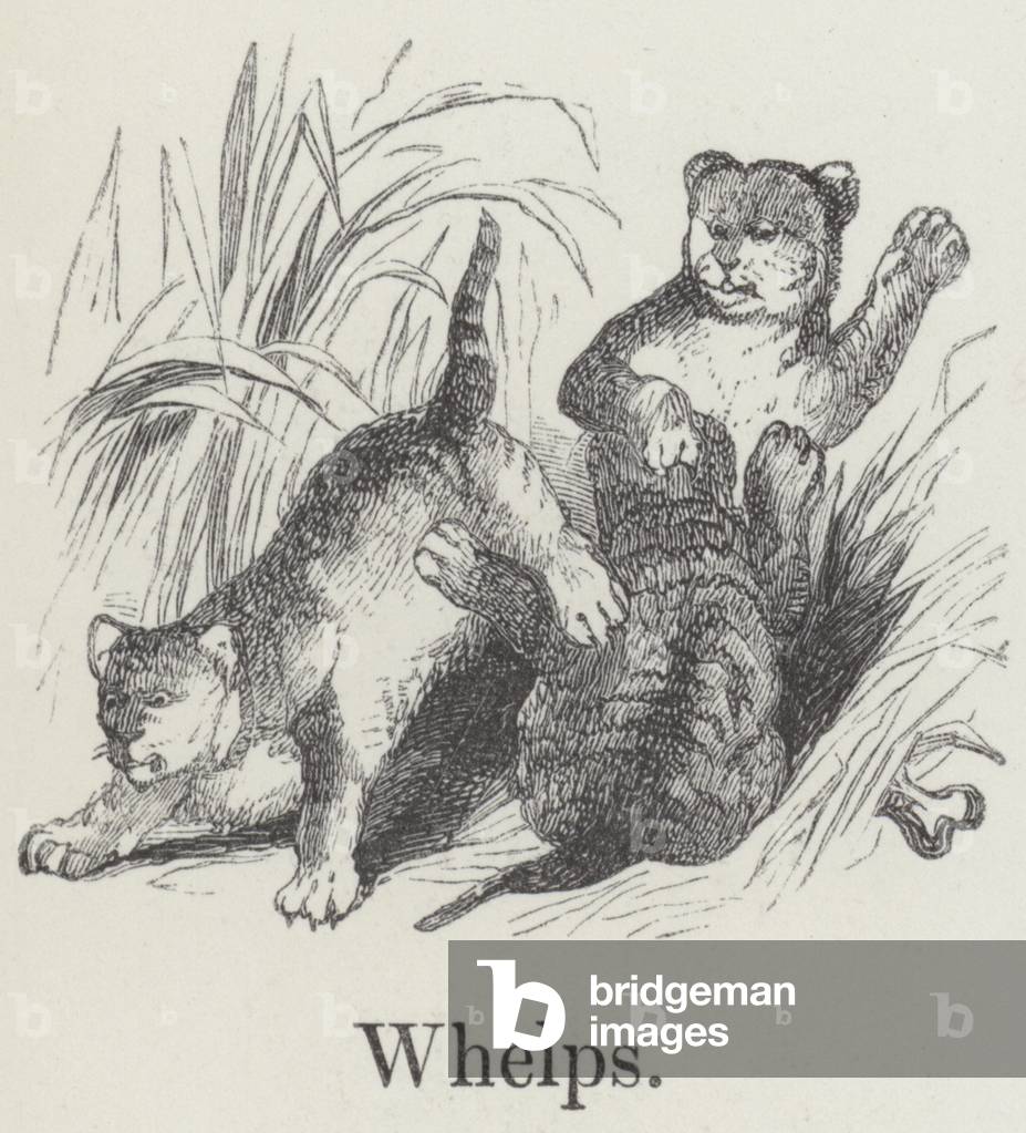 Whelps (engraving)