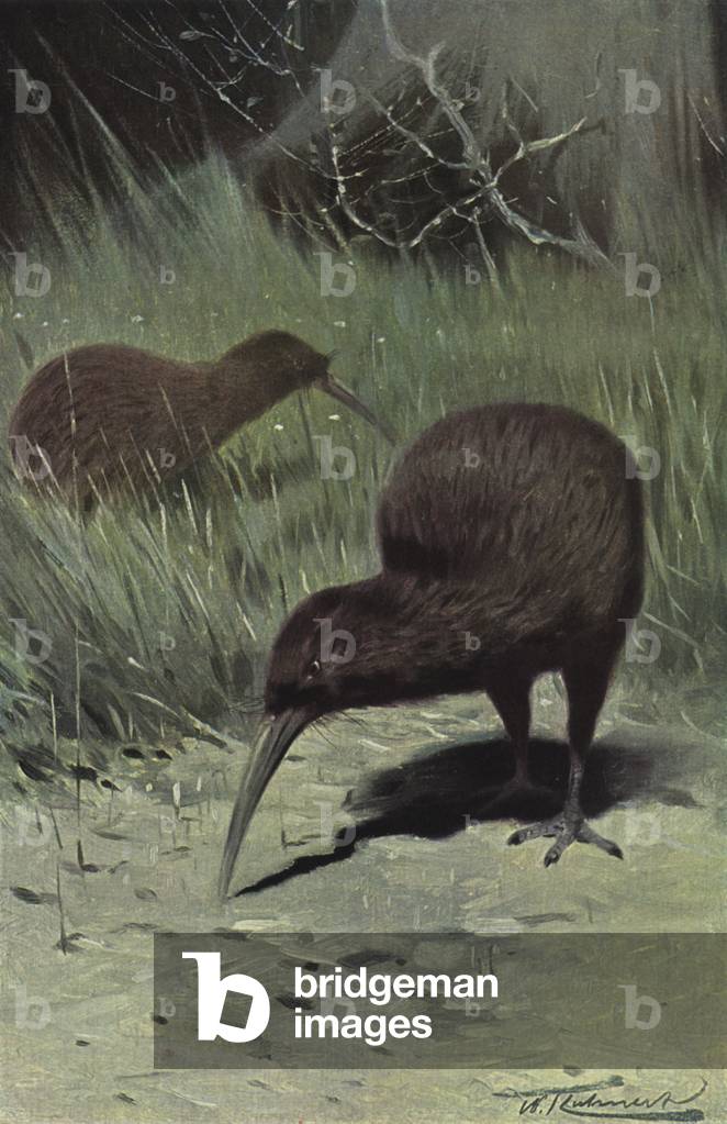 Kiwi (colour litho)