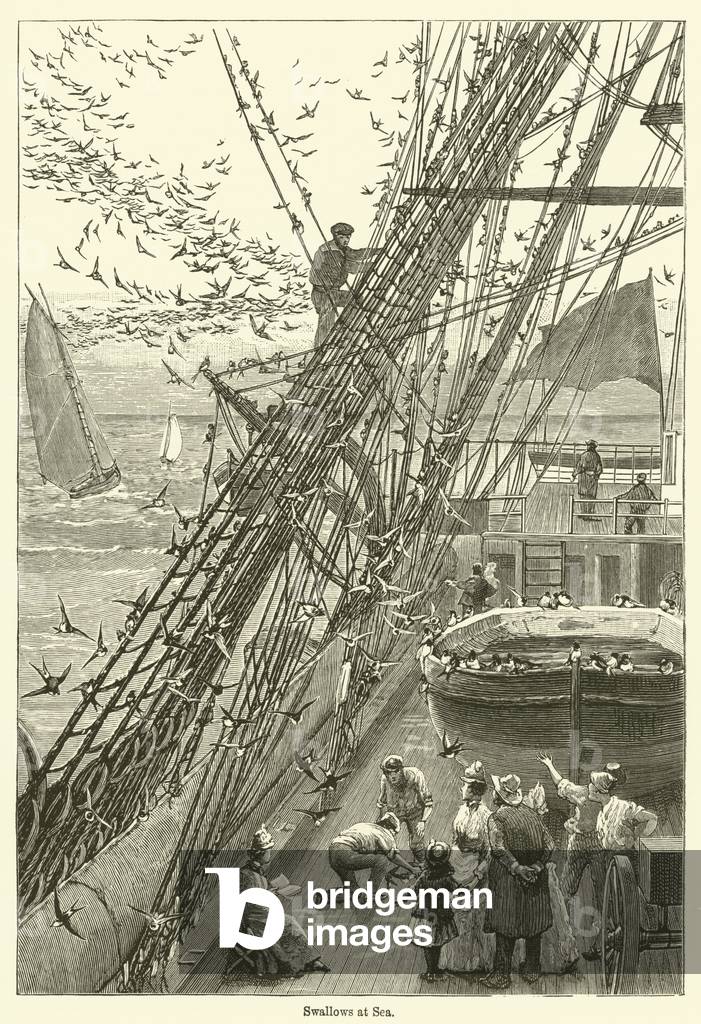 Swallows at Sea (engraving)