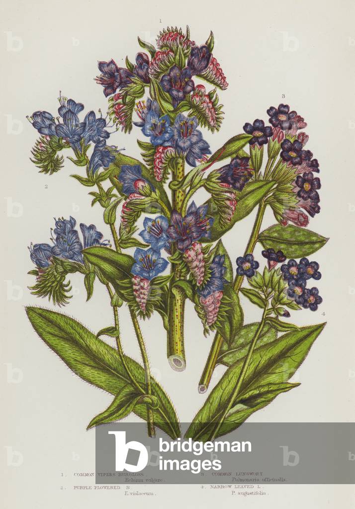 Flowering Plants of Great Britain: Common Vipers Burgloss, Purple Flowered Burgloss, Common Lungwort, Narrow Leaved Lungwort (colour litho)