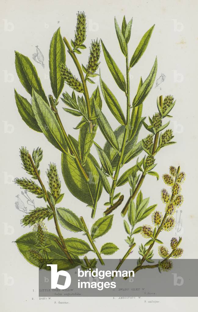 Flowering Plants of Great Britain: Little Tree Willow, Don's Willow, Dwarf Silky Willow, Ambiguous Willow (colour litho)
