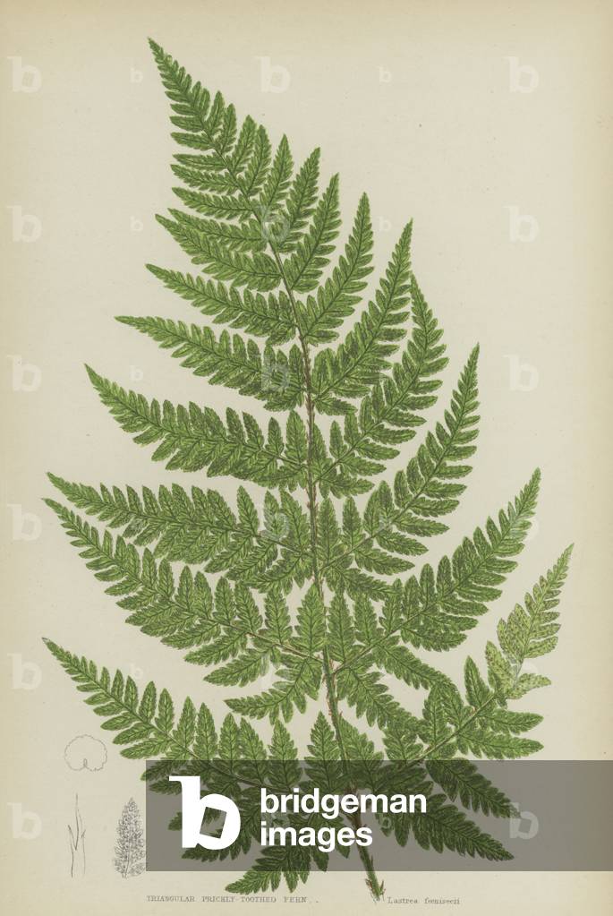 Triangular Prickly-Toothed Fern (colour litho)