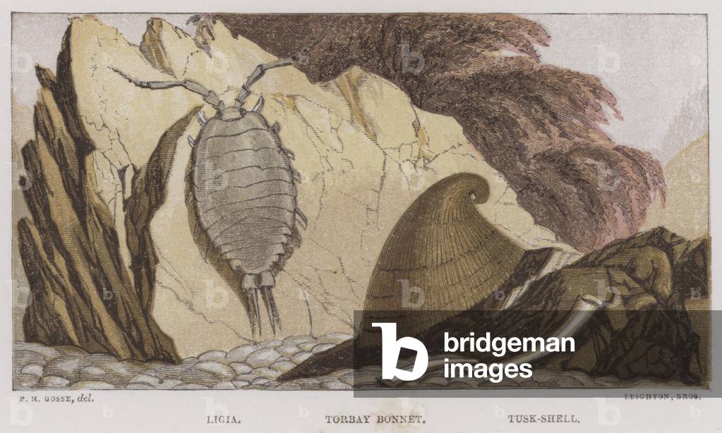 Ligia, Torbay Bonnet, Tusk-Shell (colour litho)