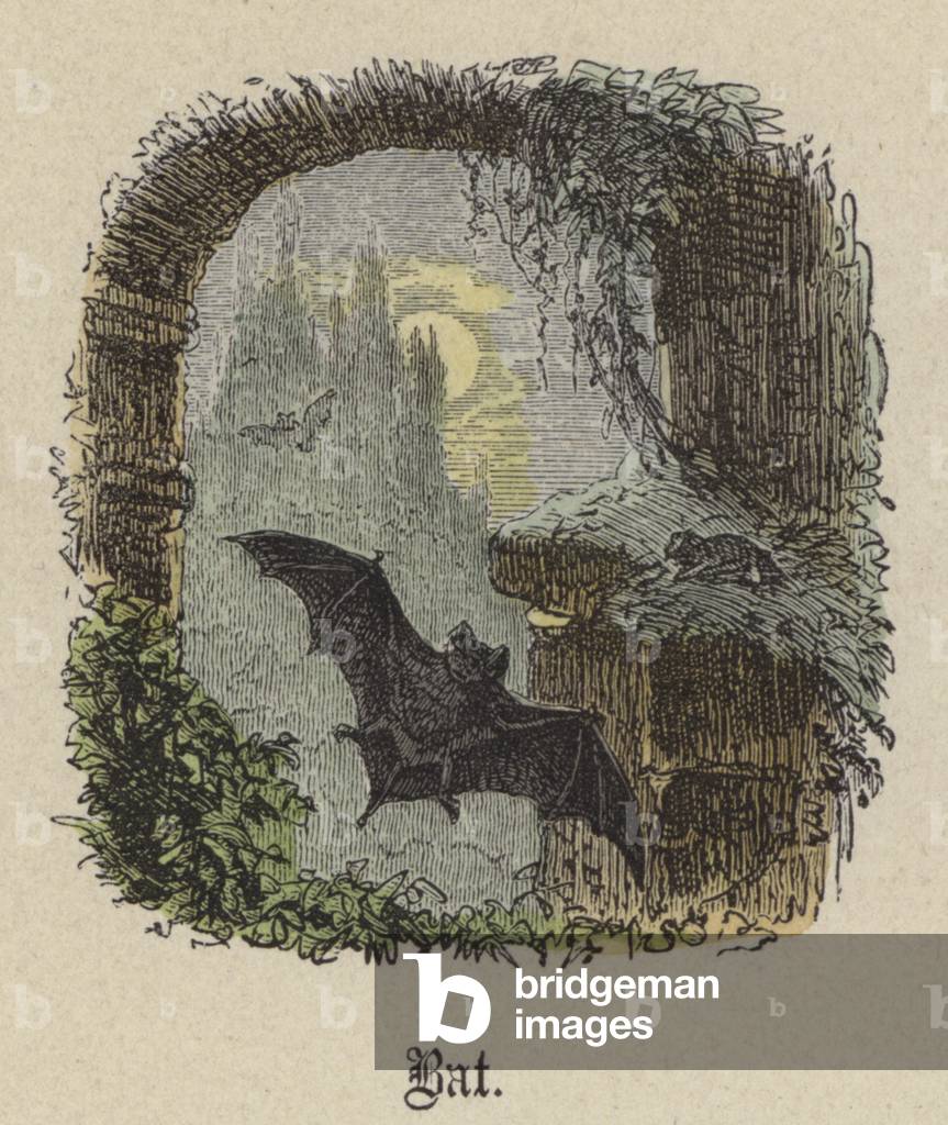 Bat (coloured engraving)