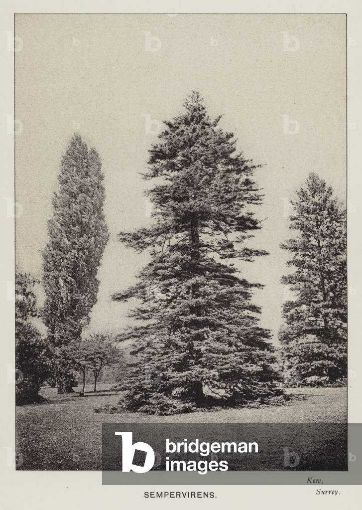 British Trees: Sempervirens, Kew, Surrey (b/w photo)