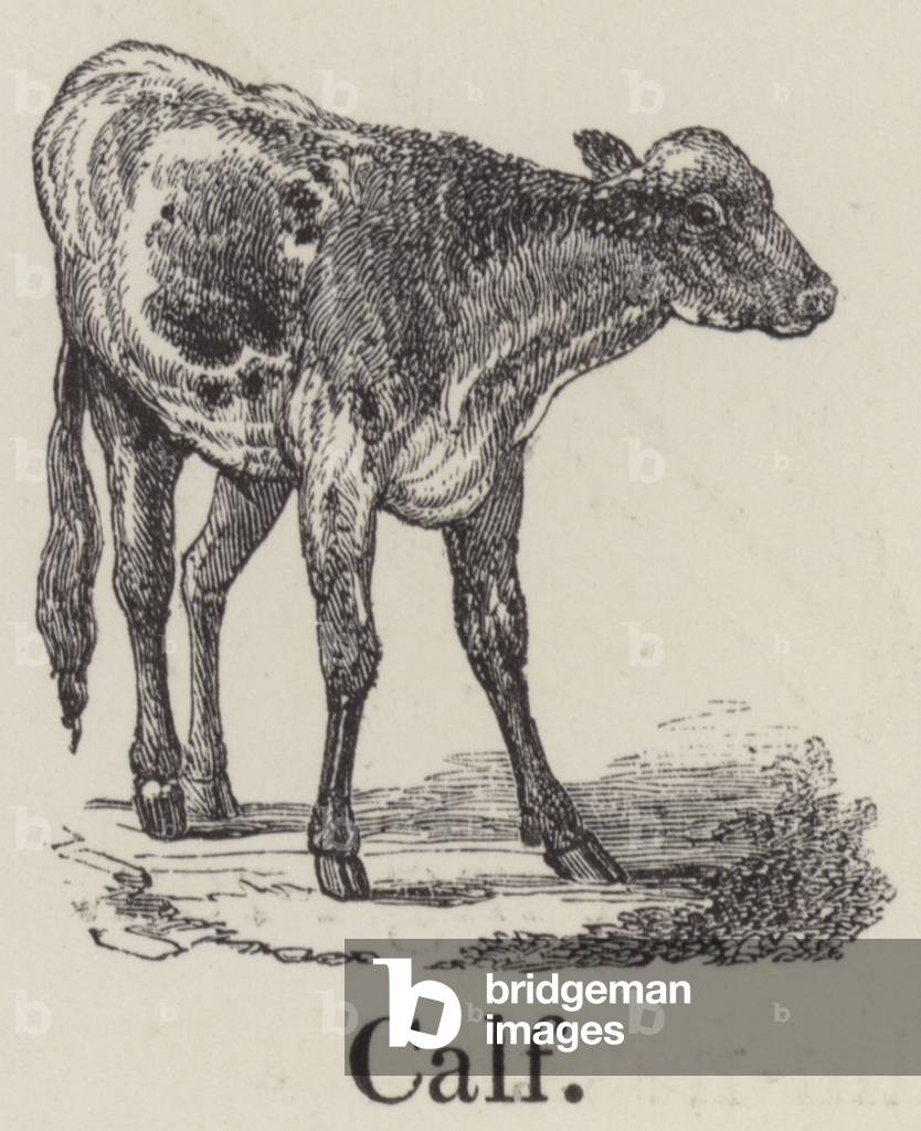 Calf (engraving)