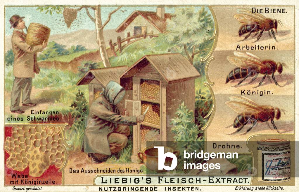 Honey bees (chromolitho)