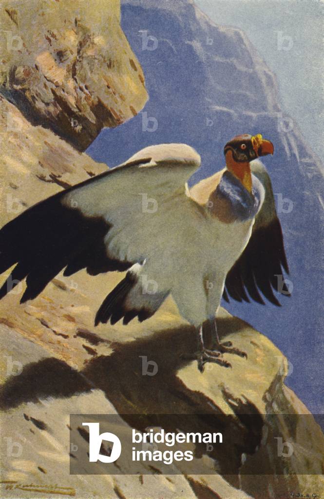 King Vulture (colour litho)