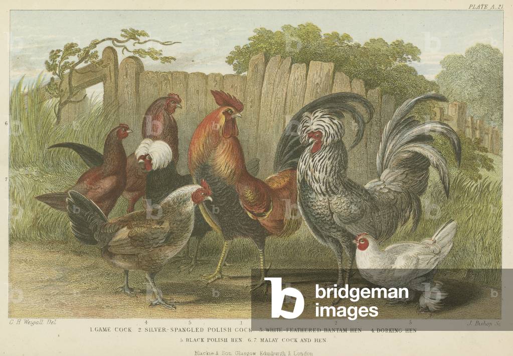 Cocks and hens (coloured engraving)