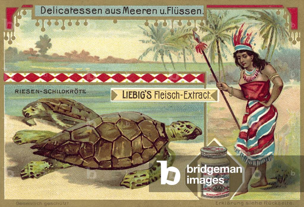 Giant turtles (chromolitho)