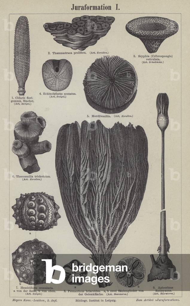 Jurassic fossils (engraving)