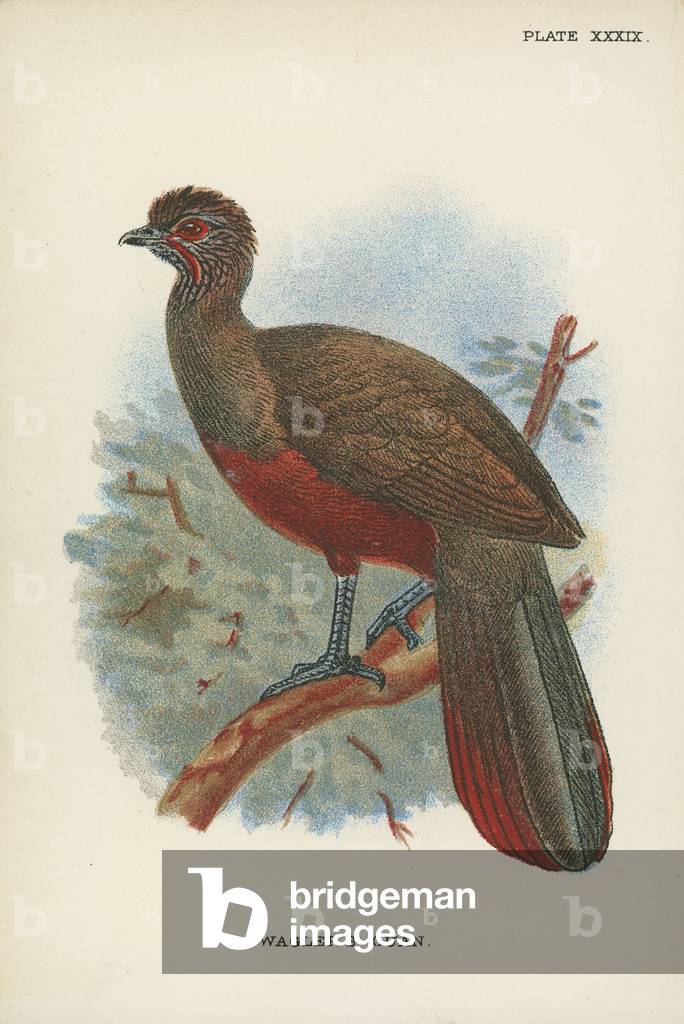 Wagler's Guan