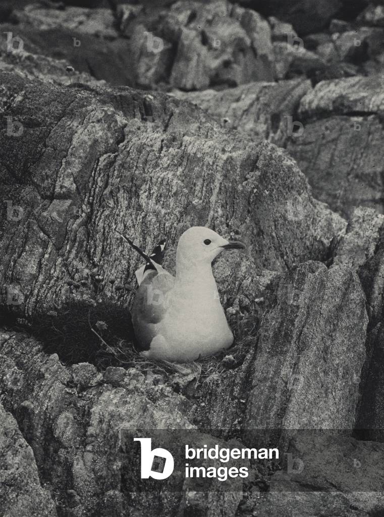 The common gull (b/w photo)