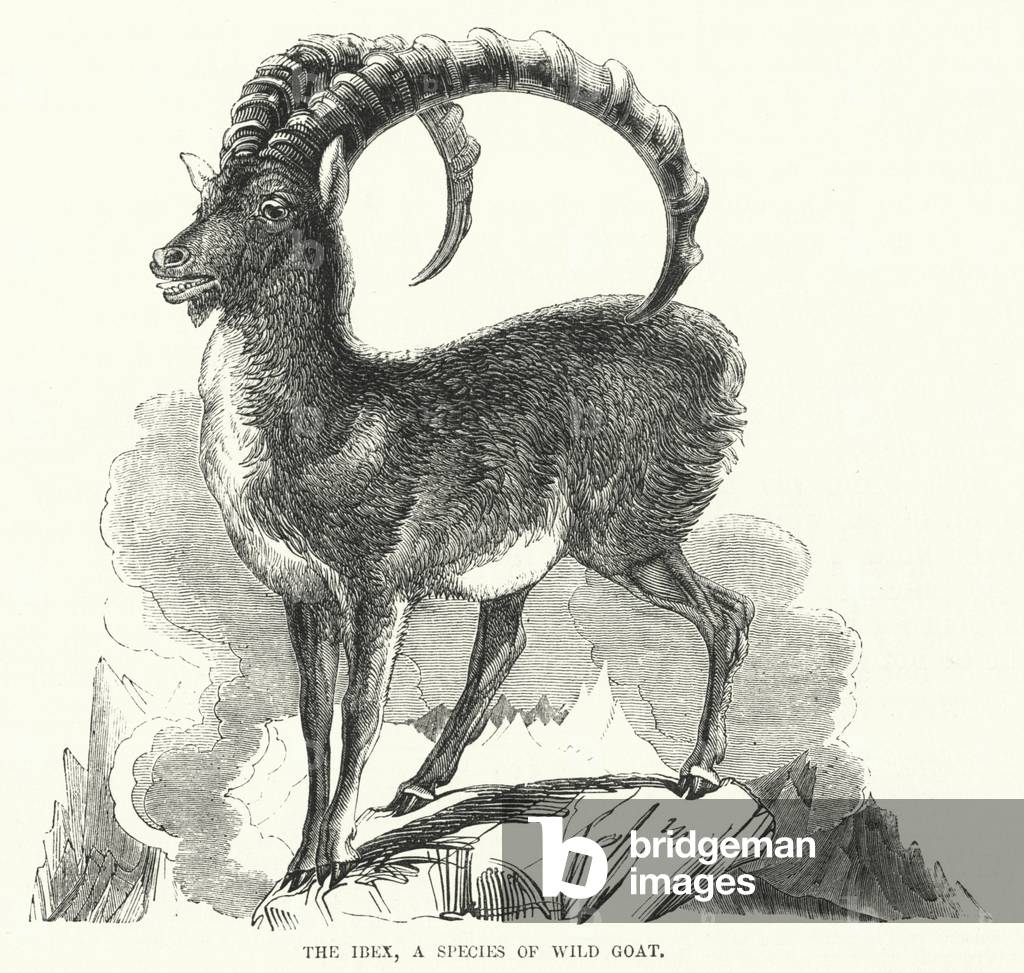 The Ibex, a Species of Wild Goat (engraving)