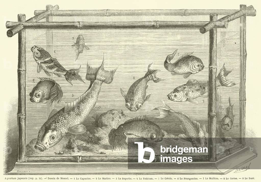 Aquarium japonais (engraving)