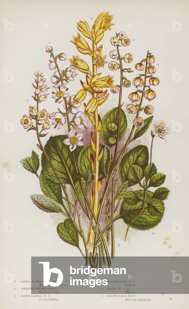 The Flowering Plants of Great Britain, c.1880 (litho)