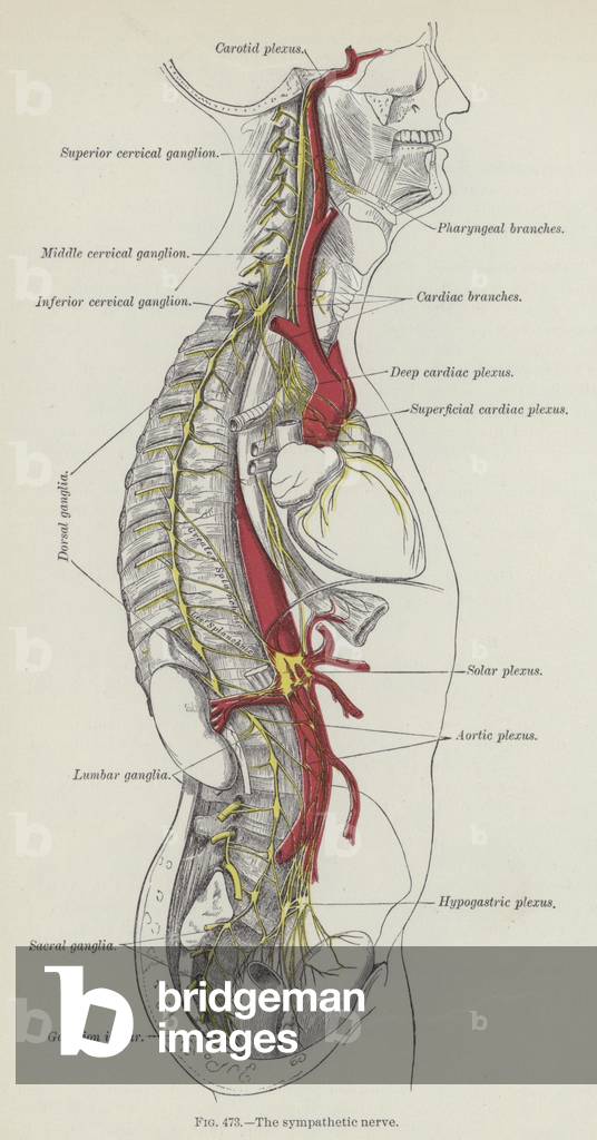 The sympathetic nerve (engraving)