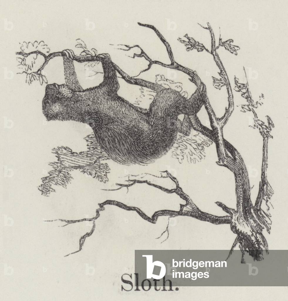 Sloth (engraving)