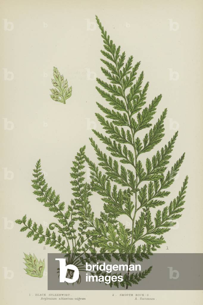 Black Spleenwort, Smooth Rock-Spleenwort (colour litho)