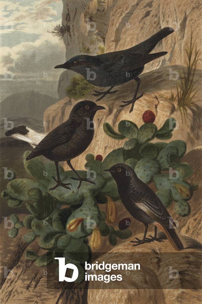 Blaumerle, Trauersteinschmatzer und Hausrothschwanz (chromolitho)