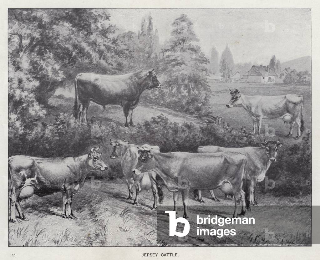 Jersey Cattle (litho)