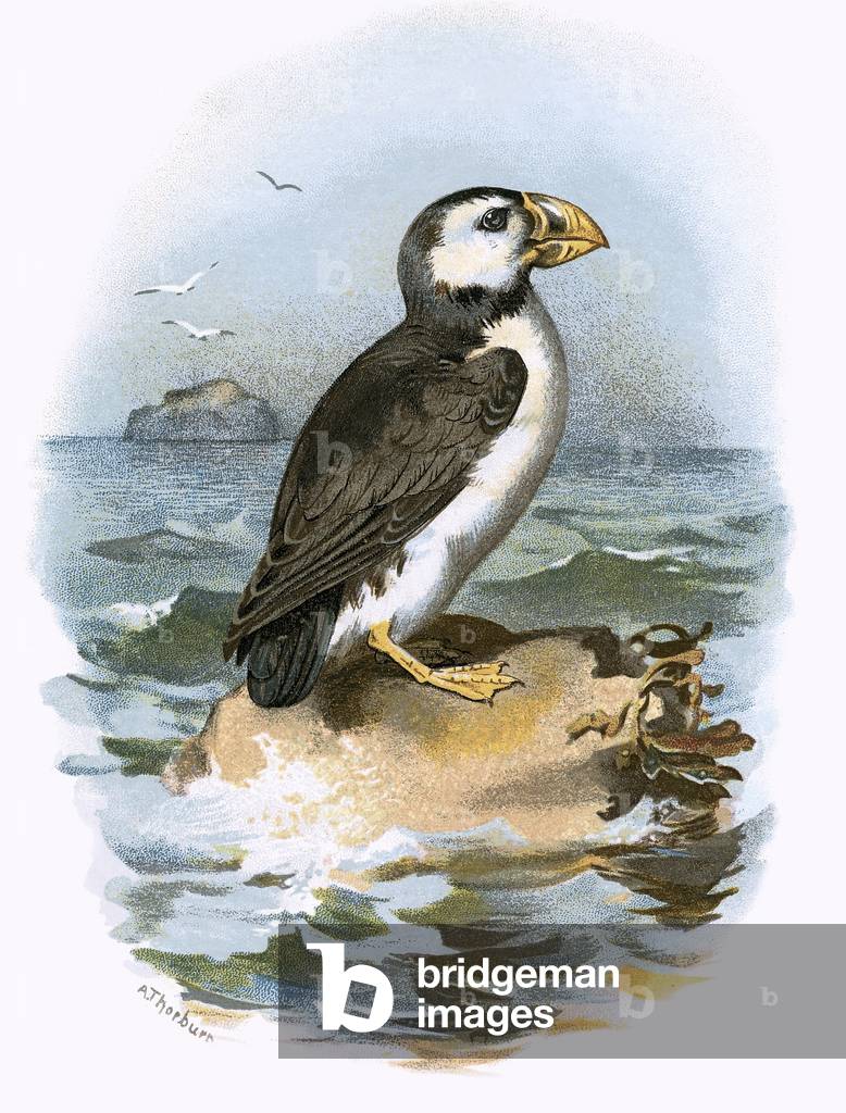 "Puffin" di English School
