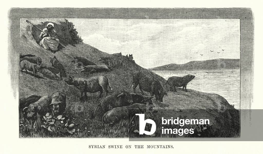 Syrian Swine on the Mountains (engraving)