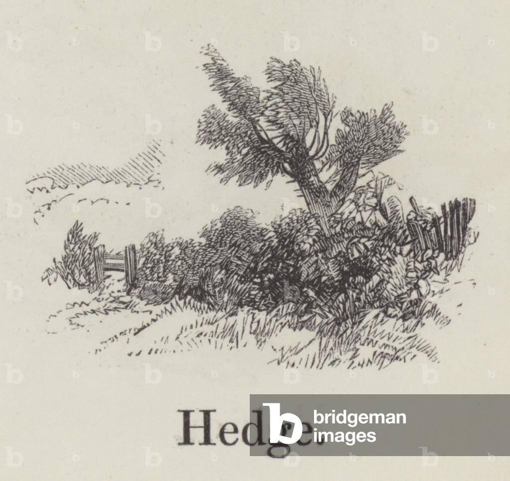 Hedge (engraving)