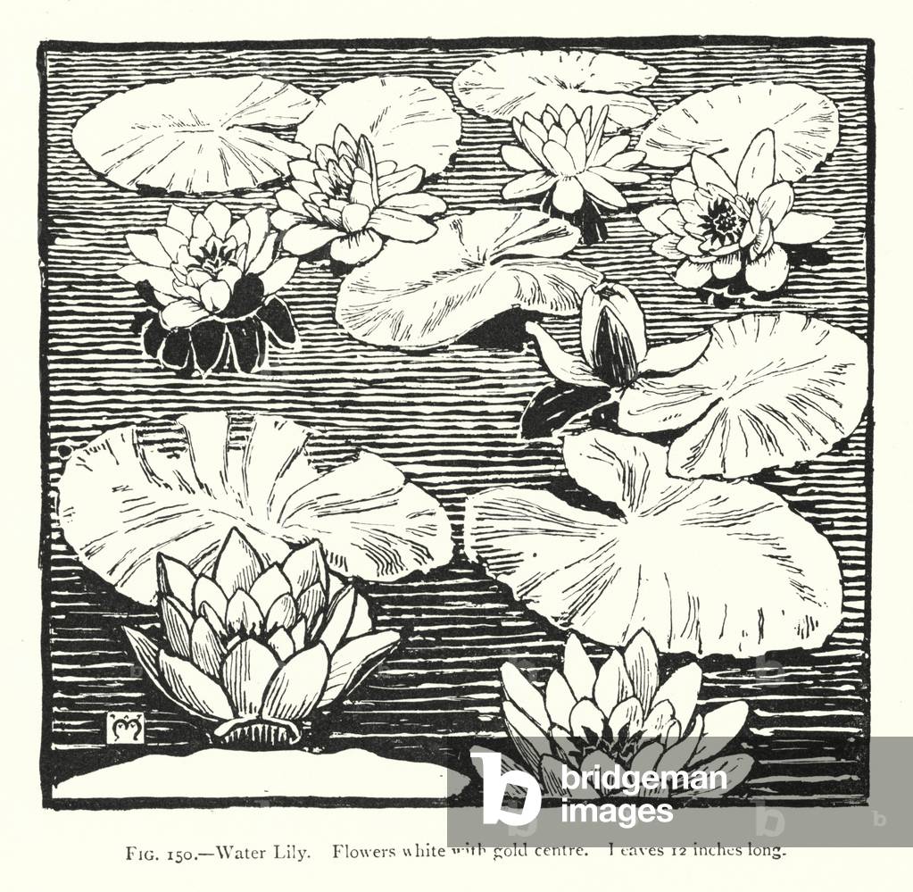 Water Lily; Flowers white with gold centre; leaves 12 inches long (engraving)