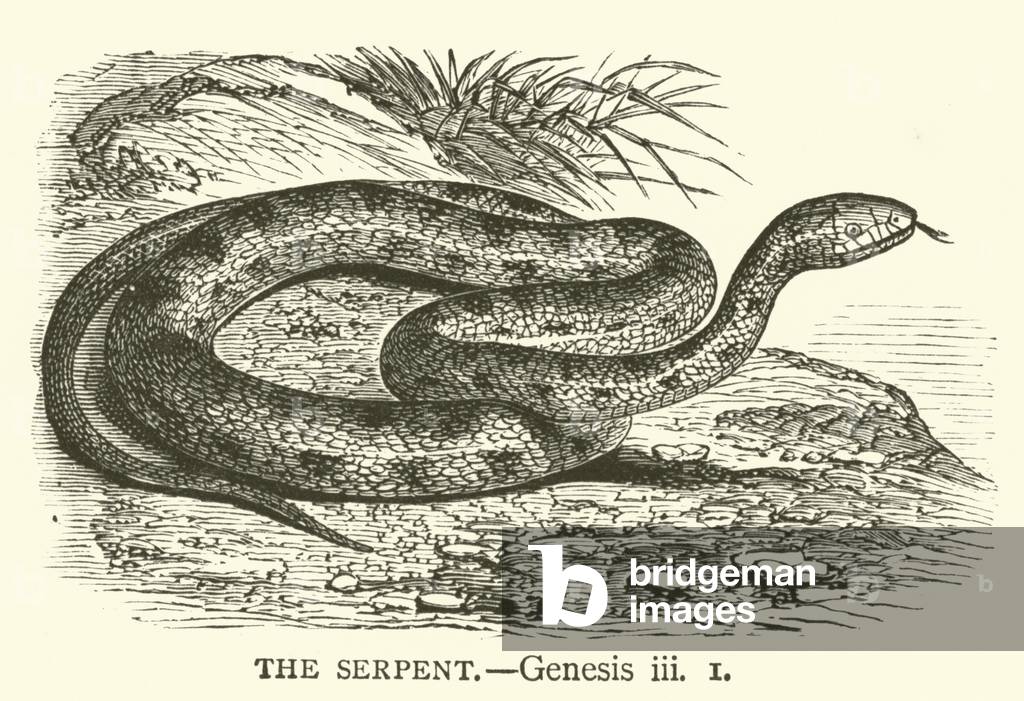 The Serpent, Genesis, iii, 1 (engraving)