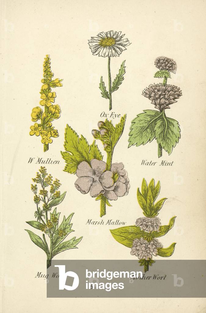 W Mullien, Ox Eye, Water Mint, Marsh Mallow, Mug Wort, Mother Wort (colour litho)