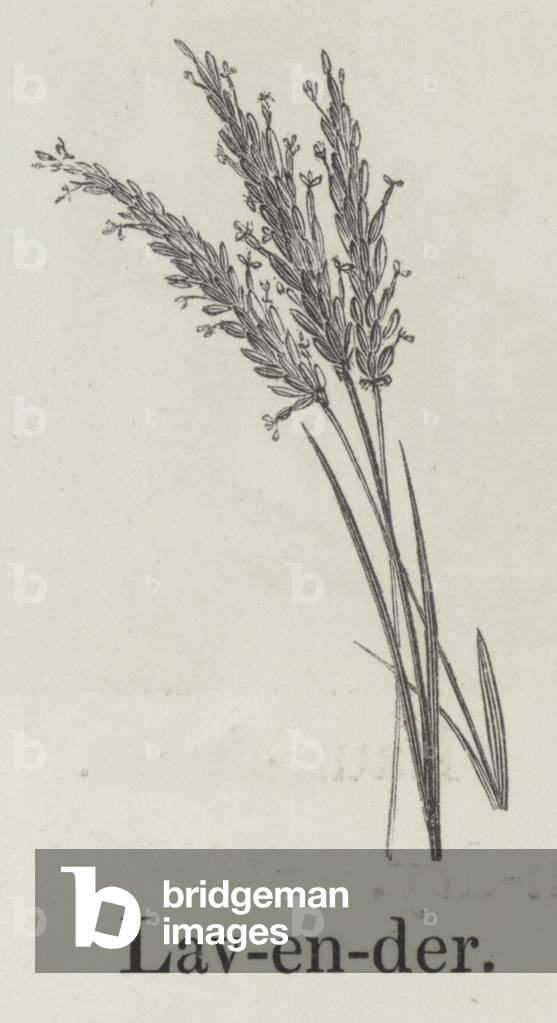 Lavender (engraving)