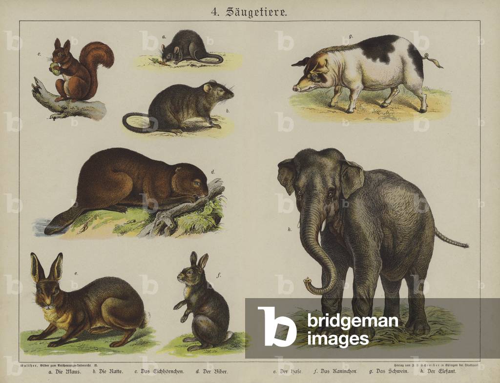 Animals (colour litho)