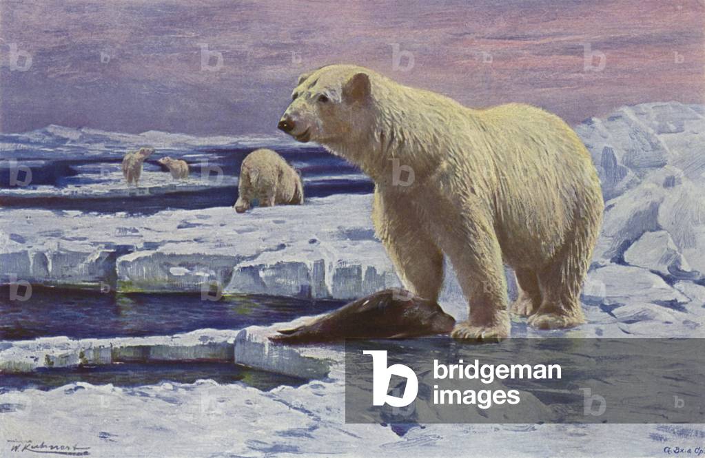 Polar Bear (colour litho)