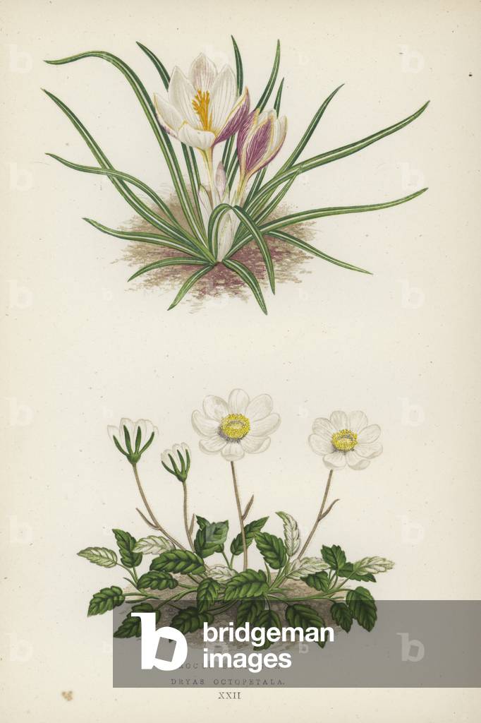 Crocus Boryanus; Dryas Octopetala (colour litho)