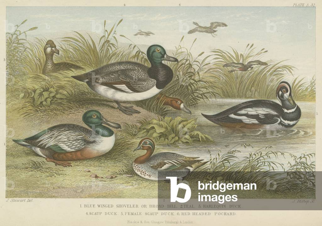 Ducks (coloured engraving)