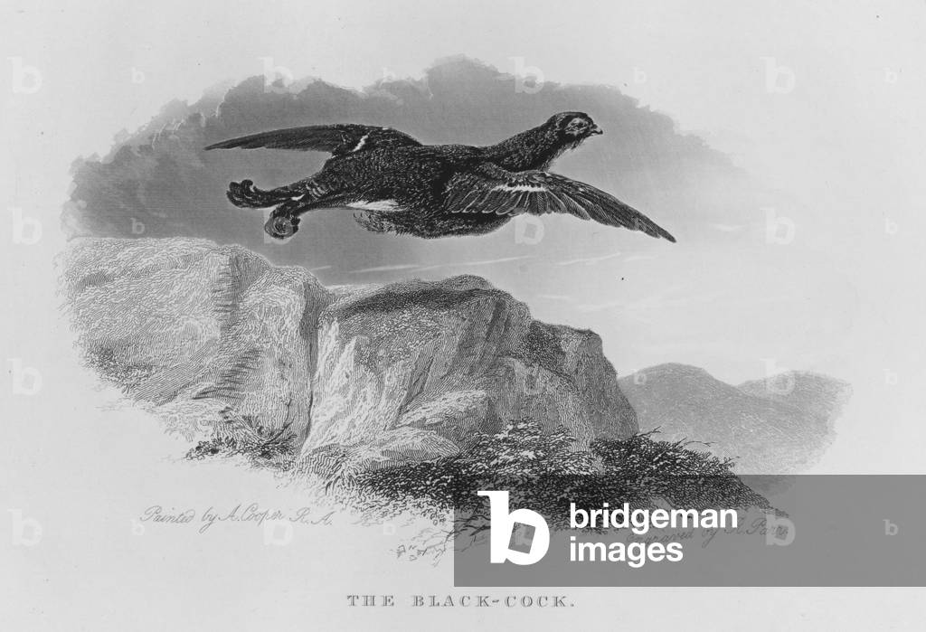 The Black-Cock (engraving)