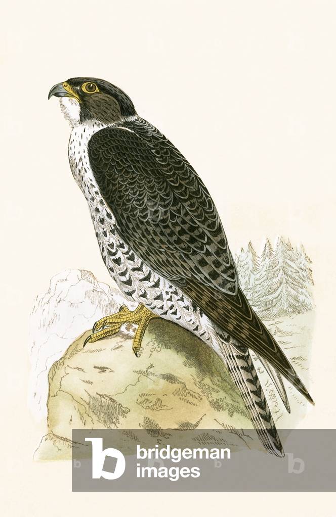 Norwegian Jer-Falcon, illustration from 'A History of the Birds of Europe Not Observed in the British Isles' by Charles Robert Bree (1811-86), published 1867 (colour litho)