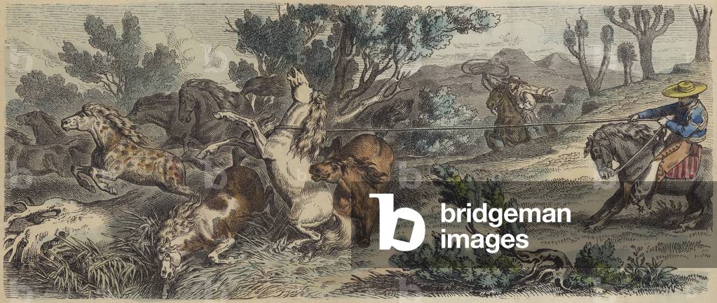 Lassoing wild horses in New Mexico (coloured engraving)