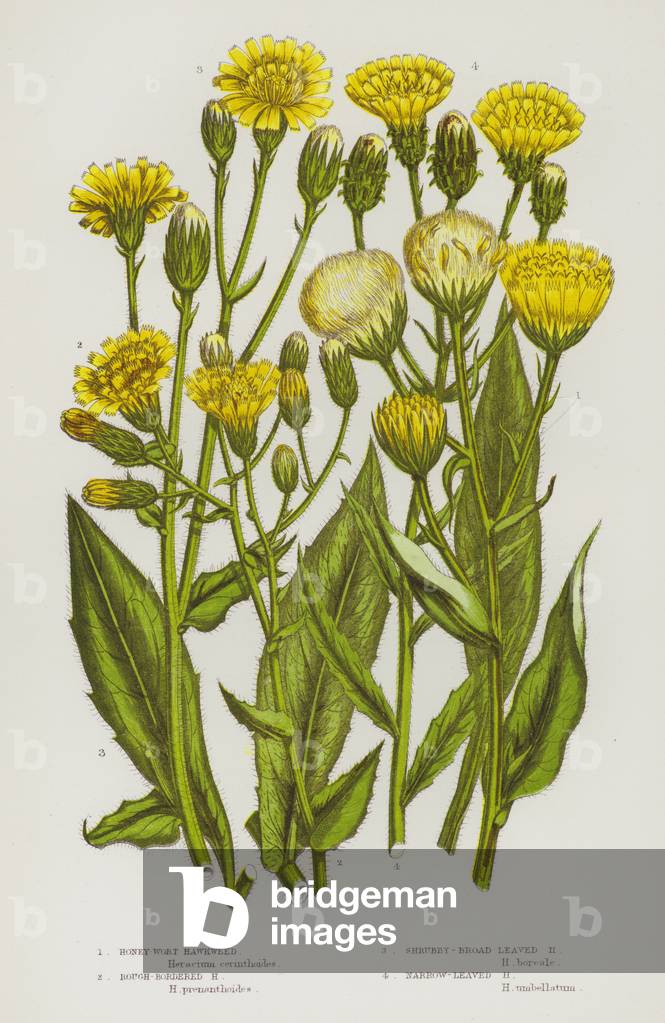 Flowering Plants of Great Britain: Honey-Wort Hawkweed, Rough-Bordered Hawkweed, Shrubby-Broad Leaved Hawkweed, Narrow-Leaved Hawkweed (colour litho)