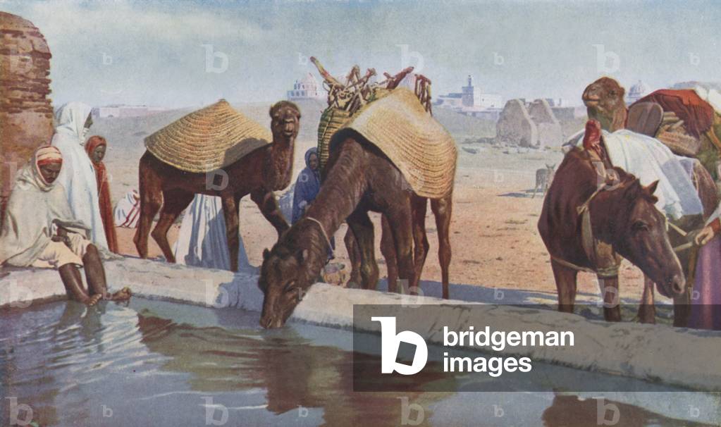 Arab cameleers (colour photo)