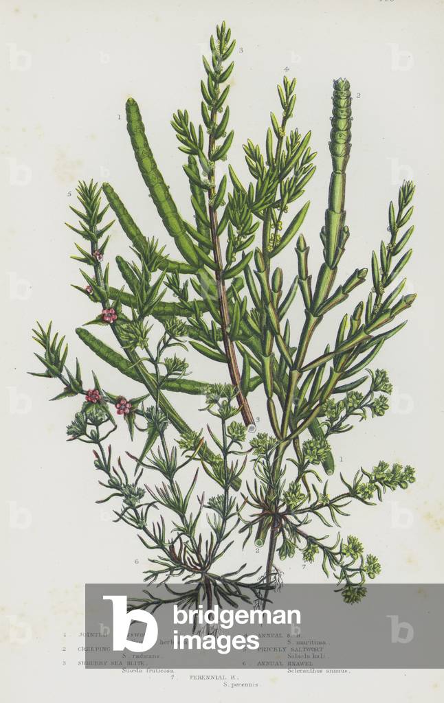 The Flowering Plants of Great Britain, c.1880 (litho)